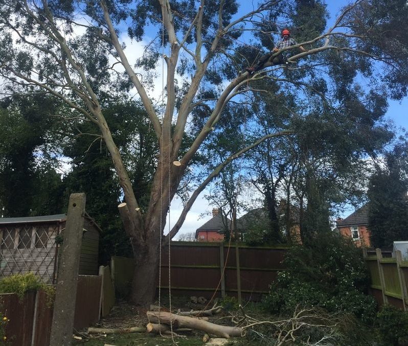 SSAW tree surgeon carrying out professional tree work in a residential garden
