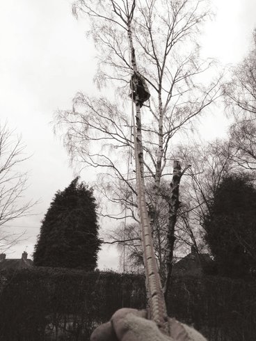Alex Howes climbing a slender tree during a sectional dismantling job