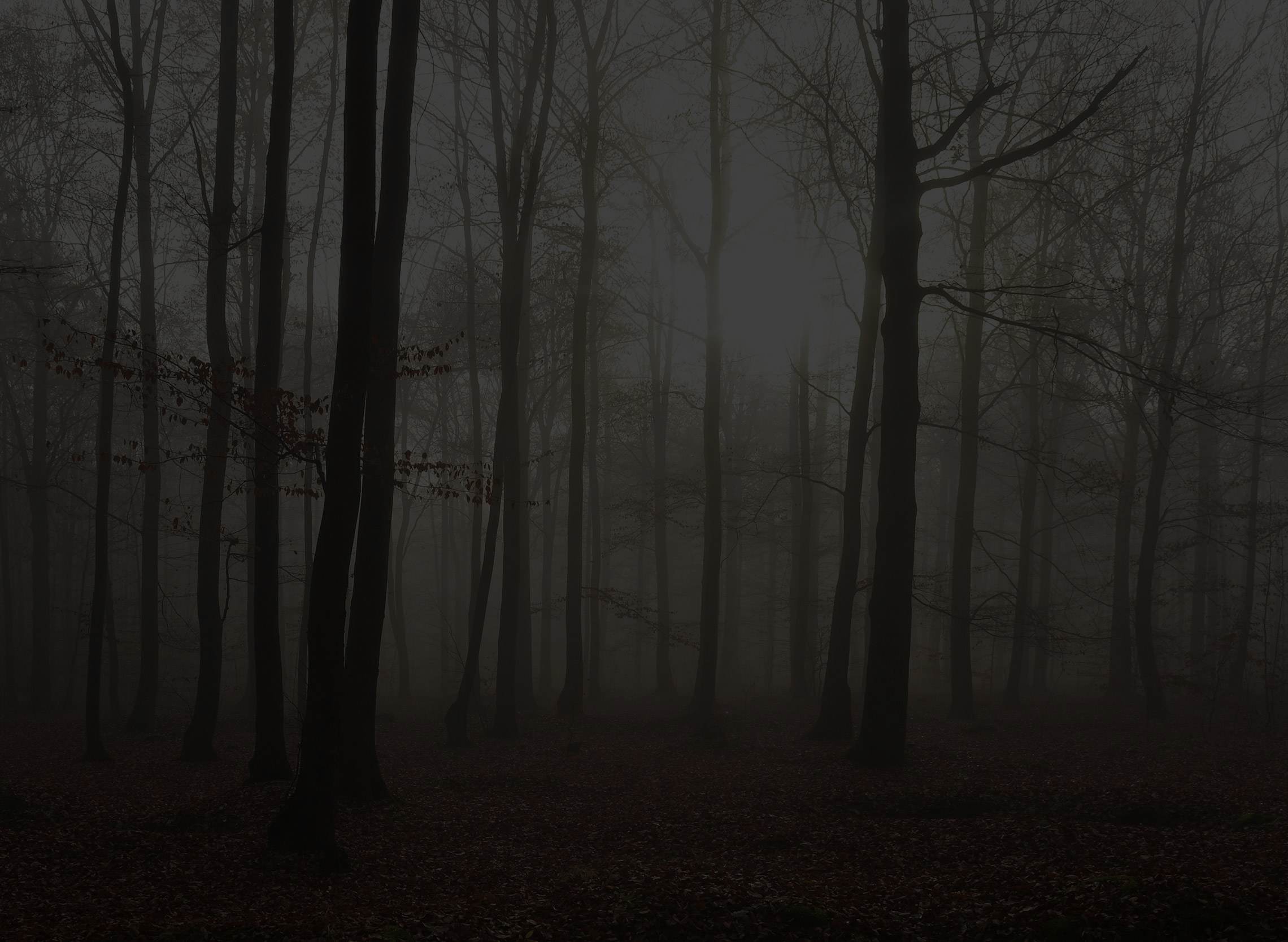 Woodland canopy